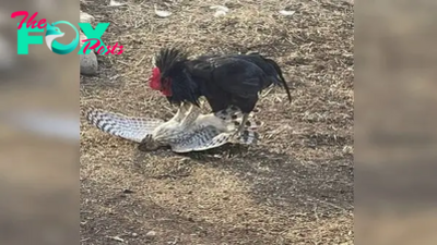 .Unforgettable Duel: Bold Rooster Faces off Against Majestic Eagle in an Extraordinary Encounter!..D