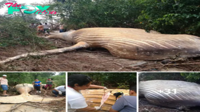 A 10-Ton Whale Was Found in the Amazon Rainforest and Scientists Are Baffled
