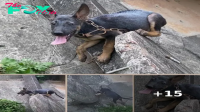 The dramatic rescue of an abandoned puppy, discovered clinging to a concrete pole beneath a highway bridge, is undeniably heart-stopping, considering the perilous and terrifying circumstances.