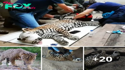 Lamz.Injured Jaguar Finds Hope Through Human Compassion: Joining Forces to Make a Positive Impact!
