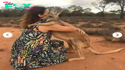 True Love! Meet Abigail the kangaroo who has spent the last 15 years constantly hugging the wildlife workers who saved her life when she was a joey