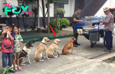 QT “Shining Examples: Homeless Dogs Line Up for Free Meals, Sparking Global Respect and Admiration”