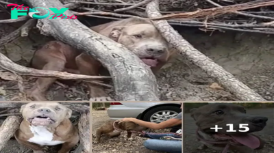 A Scared Dog Trapped in the Woods Refusing to Be Rescued, Until the Pittie Realized Safety Was at Hand ‎