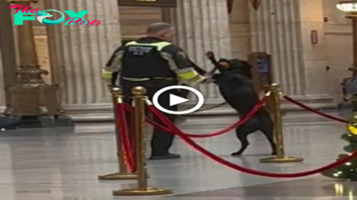 Police Dog Delighted by His Gift, Spreading Holiday Cheer to All (Video).sena
