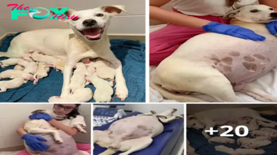 Lamz.From Shelter to Sanctuary: A Mother Dog’s Journey from Solitude to Surging Love, Delivering 14 Adorable Puppies Amidst New Beginnings and Resilience
