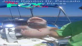 .Revealing the Unseen: Angler Captures Rare Pink-Skinned Creature off the Coast of Cabo, Mexico..D