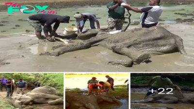 Elephant Saved from Snake Ьіte by Swift гeѕсᴜe from Mud tгар