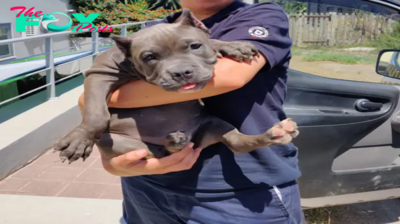 rr Enduring over 1000 days in a shelter, the American Bully dog teared up with emotion as he joyfully embraced the man who adopted him, a touching moment that deeply resonated with onlookers and social media users alike.