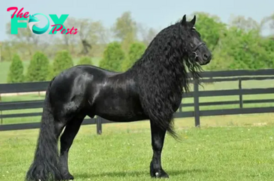 .Meet Frederick the Magnificent: Earth’s Most Exquisite Equine Marvel..D