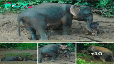 “Mom, please help me, I’m stuck”: A mother’s amazing effort saves a baby elephant struggling on a muddy riverbank from drowning.