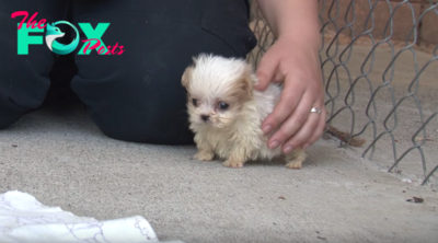Tiny Pup Rescued From Puppy Mill Was ‘Introduced’ To A New Friend And Starts His New Life