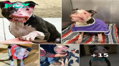 This disfigured dog receives lots of love as he recovers after being exhausted