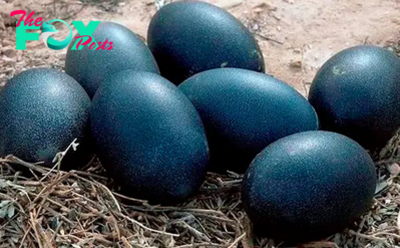 A farmer found black eggs and when THIS hatched he was seriously scared!