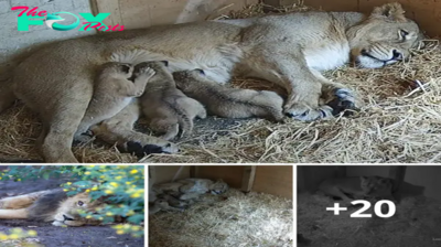 Lamz.New Additions: Three Endangered Lion Cubs Born at London Zoo (Video)
