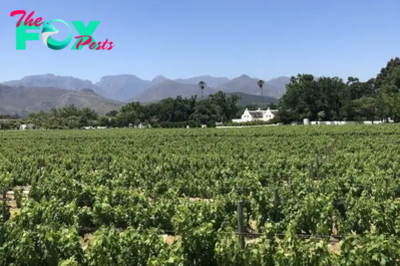 6 Vineyards Not to Miss in the Cape Winelands