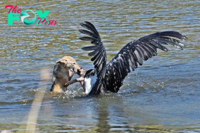 The Moment a Jackal Hunts a Marabou Stork After Swimming to It – Check oᴜt These eріс Photos!