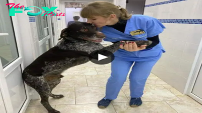 Lamz.Hand in Paw: A Heartfelt Connection Between a Nurse and a Shelter Dog, Embracing the Healing Power of Compassion