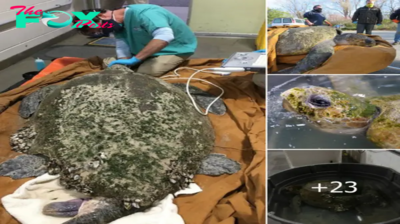 Amazing! Cape Cod Officials Save Massive 350-Pound Loggerhead Turtle Stranded on Truro Beach