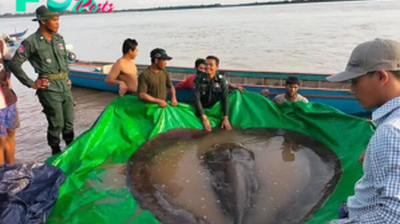 LS ””The Largest Freshwater Fish in the World is Captured, a Mystery River Creature Weighing as Much as a Grizzly Bear, is Pulled from the Water.””