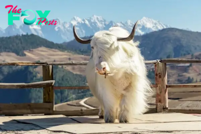 /5.Snow White Yak, the rarest colored cow in the world, captivates with its unique hue, standing out as a remarkable specimen among its bovine counterparts. ‎