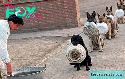 rr Heartwarming Scene: Canines Form a Patient Queue, Each Clutching Their Bowls, Awaiting Their Turn for a Meal Assisted by the Rescue Team, Evoking Tender Emotions in Onlookers.