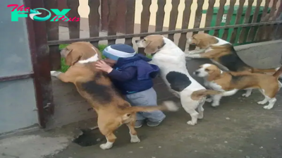 dung..Heartwarming Innocence: 4-Year-Old Boy’s Inspiring Daily Ritual with His Puppies Touches Millions Worldwide as He Greets Parents Returning from Work!..D