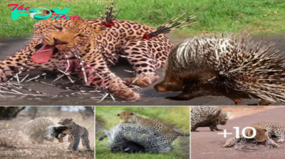 Pitiful Scene! Painful Leopard Cried To deаtһ When Pierced By Hundreds Of Porcupine Thorns