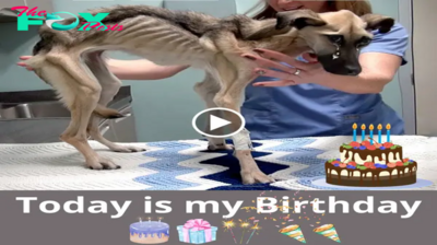 A Birthday of Redemptioп: The Remarkable Tale of a Dog Reborп from the Jaws of Starvatioп 🎂🐾-criss