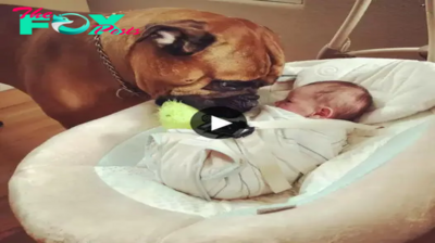 rr Bridging the Divide: Mika the Dog Warms Hearts Globally by Presenting Its Beloved Toys to the Newborn Baby, an Emotionally Rich Gesture Brimming with Compassion and Connection Across Species.