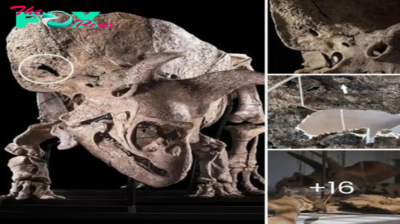Stunning Discovery: World’s Largest Triceratops Skull Unveils Battle Scars, Exposing Puncture Wound from Rival’s Horns in Recent Research