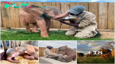 ST “Resilient Revival: Albino Elephant Liberated from Poacher’s Trap Thrives in Incredible Comeback – Witness the Uplifting Rejuvenation!” ST