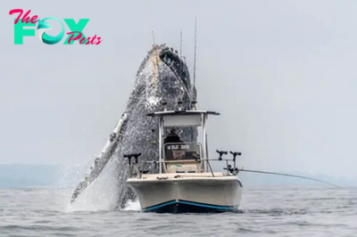 LS ””Capturing the Unforgettable: Astonishing Encounter as a Massive Humpback Whale Glides Beside a Fishing Boat – Rare Footage of a Lifetime!””