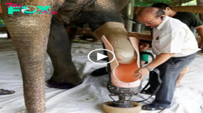 TearfullStory! Moved by the Unforgettable Moment an Elephant Receives its First Prosthetic