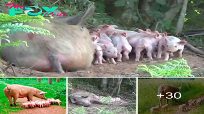 Love Story! The tale of a brave sow’s fɩіɡһt from the farm to safeguard her unborn gcs