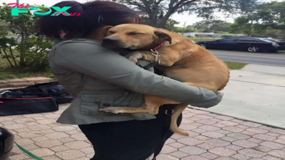 h. ”After spending 550 days in a shelter, Buck expressed his gratitude by peacefully drifting into slumber in the loving embrace of his new owner, bringing tears to the eyes of all who witnessed this heartwarming moment.” ‎