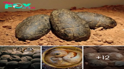 Unveiling the Past: Discovery of 70-Million-Year-Old Dinosaur Eggs in Argentina