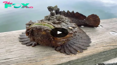Residents discovered the world’s most poisonous fish washed up on the beach, surprising everyone