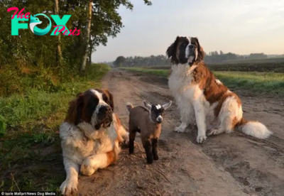 rr Bound by Affection: The Heartwarming Story of Julie and Basiel, Two Canine Companions, and Their Unexpected Friendship with a Goat, Shedding Light on the Splendor of Harmony and Delight in a Tranquil Farm Setting.