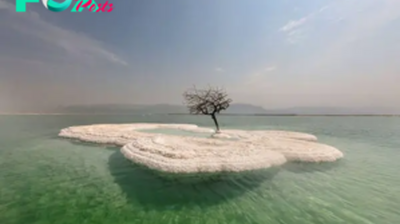 “Tree of Life” Grows on Salt Island in the Middle of the Dead Sea KS