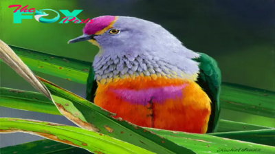 QL Explore The Breathtaking Realm Of Vibrant Fruit-Eating Pigeons ‎