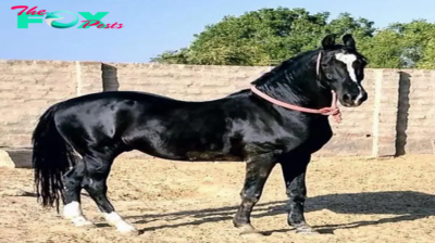 f.The most beautiful horse on planet Earth is one with attractive muscular beauty.f
