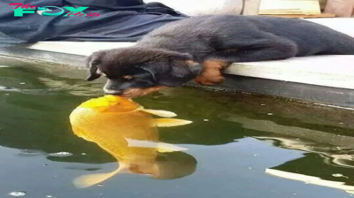 rr Uncommon Allies: Luna the Dog and the Goldfish Forge an Unfathomable Friendship, Gathering Daily at 7 AM to Captivate Millions.