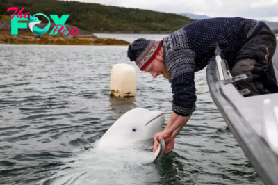 SA. “Tender Journey: Dolphin’s 50km Trek to Bestow a Sweet Kiss, Celebrating an Extraordinary Interspecies Connection!”.SA