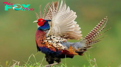 QL Feathers and Grace: An Ode to the Stunning Ring-necked Pheasant’s Natural Beauty ‎ ‎