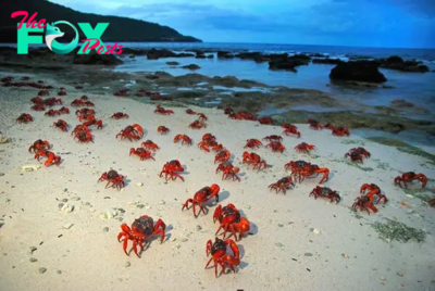 LS ””The Magnificent Showcase of Nature: Myriad Red Crabs Converge in a Captivating Mating Ritual, Transforming Christmas Island into a Breathtaking Exhibition of Natural Splendor.””