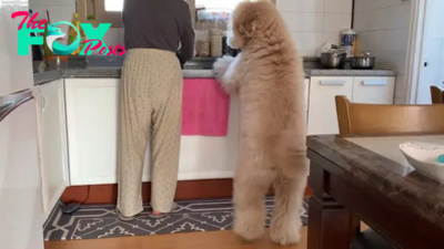 QT “Heartwarming Moment: Dog Assists Mother with Dishwashing, Delighting the Online Community”.