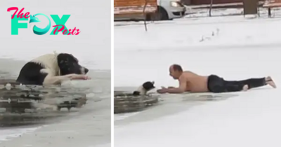 4t.Priceless courage and compassion: Man risked everything to plunge into icy pond to rescue stranded dog that kept calling for help, an act that touched millions of hearts