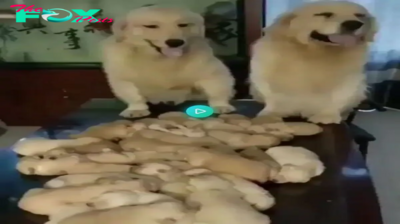 4t.adorable moment: Golden Retriever duo shows off remarkable parenting skills with adorable new puppies.