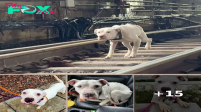 Stray Dog Runs Along Active Train Tracks, Looking For Someone To Save Him