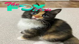 SY Introducing Cozy: The charming kitten, adorned with velvety fur and a unique appearance, has garnered considerable interest on social platforms.